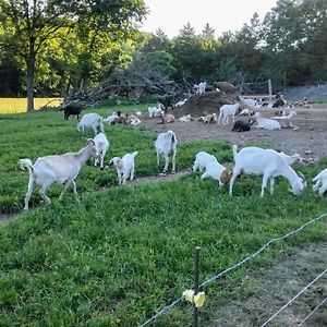 Villa Unique Creekside Escape - Enjoy On-Site Goats! Florence Exterior photo