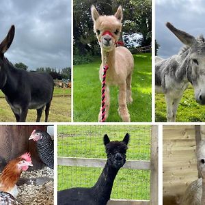 Ferienwohnung A Space With Amazing Views And Alpacas To Enjoy Chewton Mendip Exterior photo