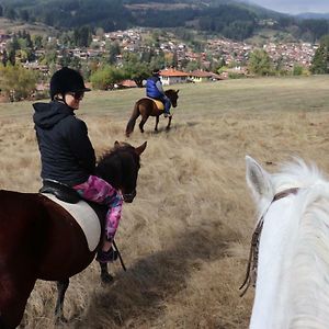 Dona Guest House - Horse Riding Kopriwschtiza Exterior photo