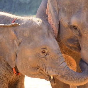 Villa Elephant Retirement Park Chiang Mai Exterior photo